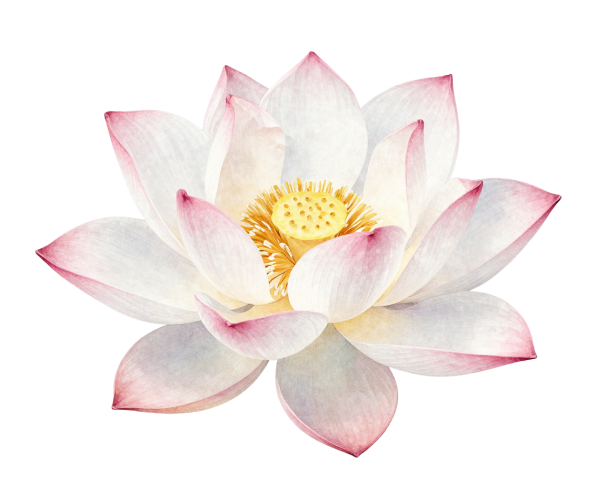 The original pink and white lotus from The Pause Practice